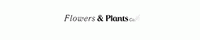 Flowers & Plants Co. Logo